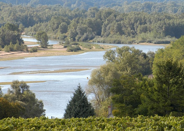 vignoble-Les-Loges-H-Monnier