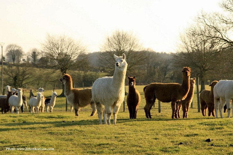 Ferme Brin de Laine Brin de Paille