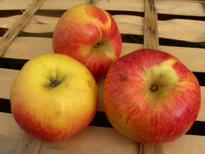 JUS DE POMME BIO - POMMES - LÉGUMES - VENTE À LA FERME