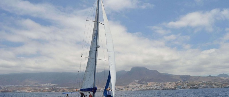 Croisière d'observation des dauphins et baleines en voilier à Tenerife - 3 heures - snacks et boissons inclus