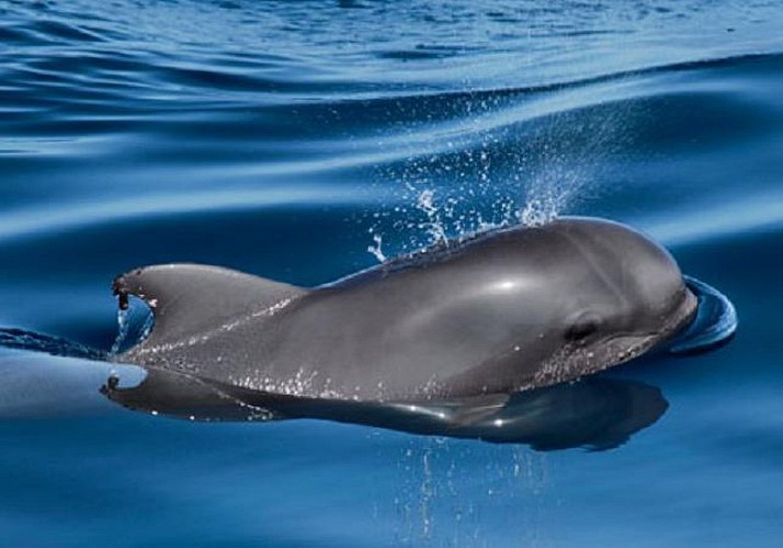Croisière d'observation des dauphins et baleines en voilier à Tenerife - 3 heures - snacks et boissons inclus