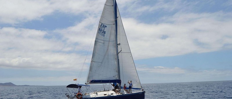 Croisière d'observation des dauphins et baleines en voilier à Tenerife - 3 heures - snacks et boissons inclus