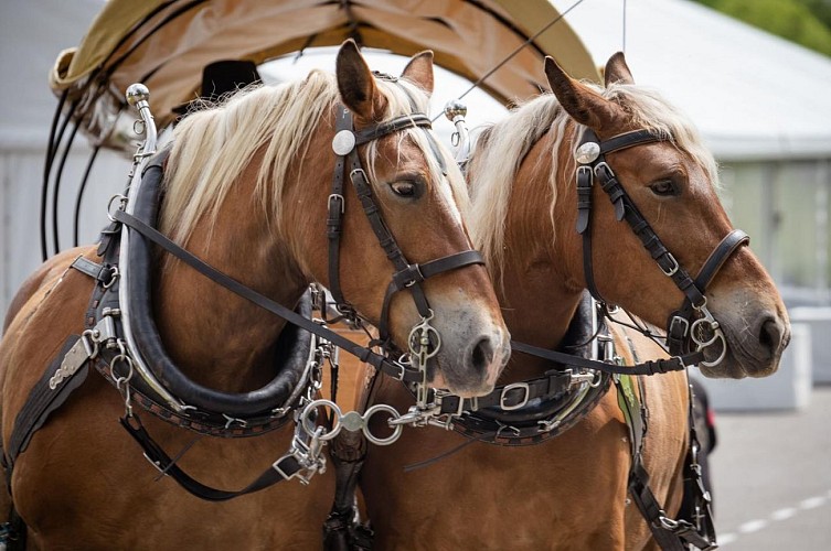 Promenade en Calèche Avec Pénélope et Gess de profil