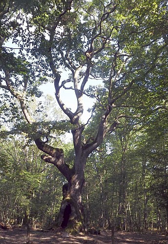 Vieux Chêne des Maîtres Sonneurs Forêt de St Chartier (privée)