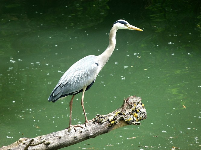 Île du Beurre nature observation centre