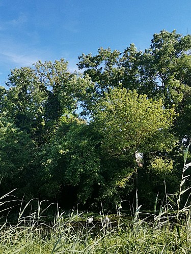 Site naturel protégé de l'Île de Printegarde