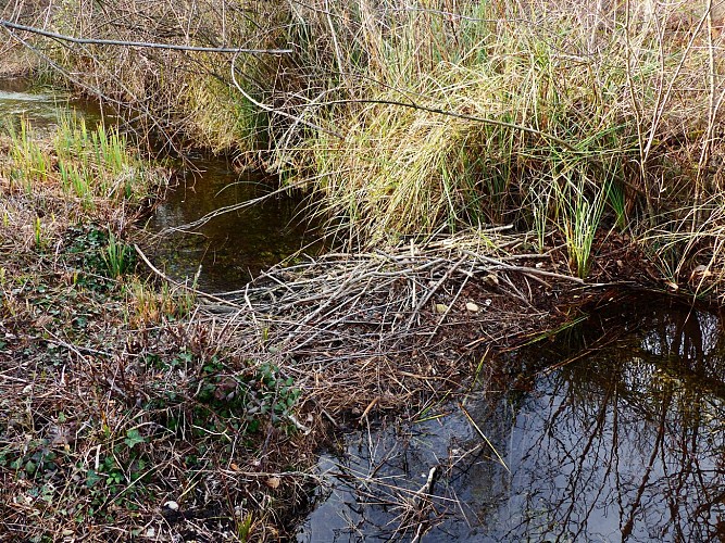 Site naturel protégé de l'Île de Printegarde