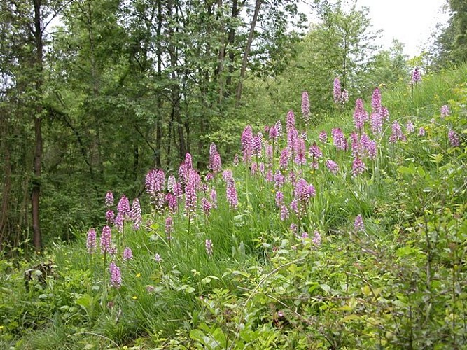 Montagne St Pierre : Orchis Pourprés et hybrides