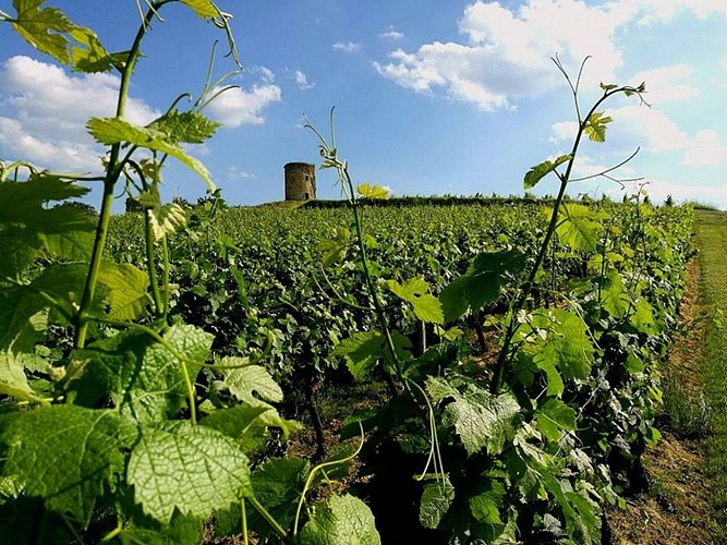Vignobles Maurin