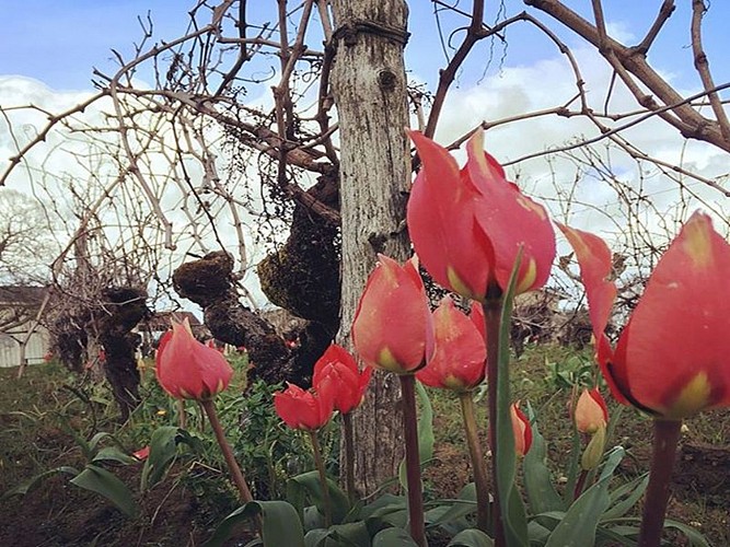 Vignobles Maurin