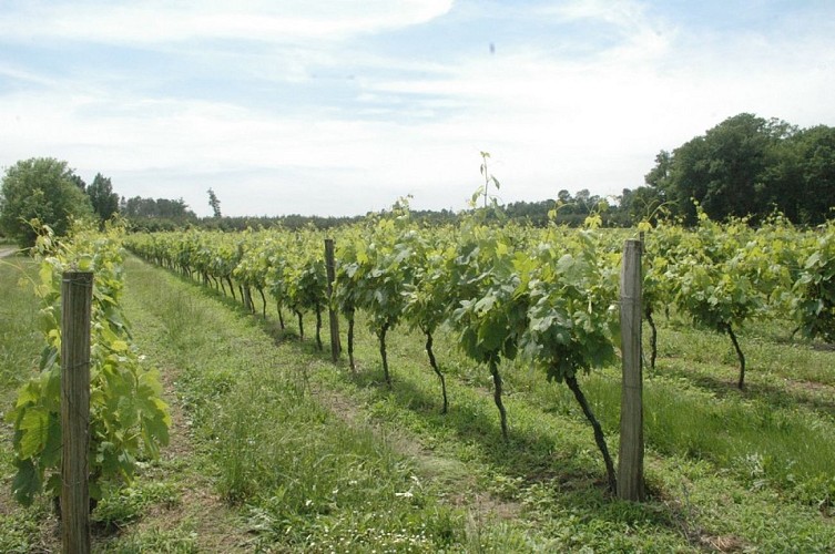 vignes