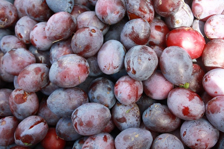 gros-plan-prune--4-