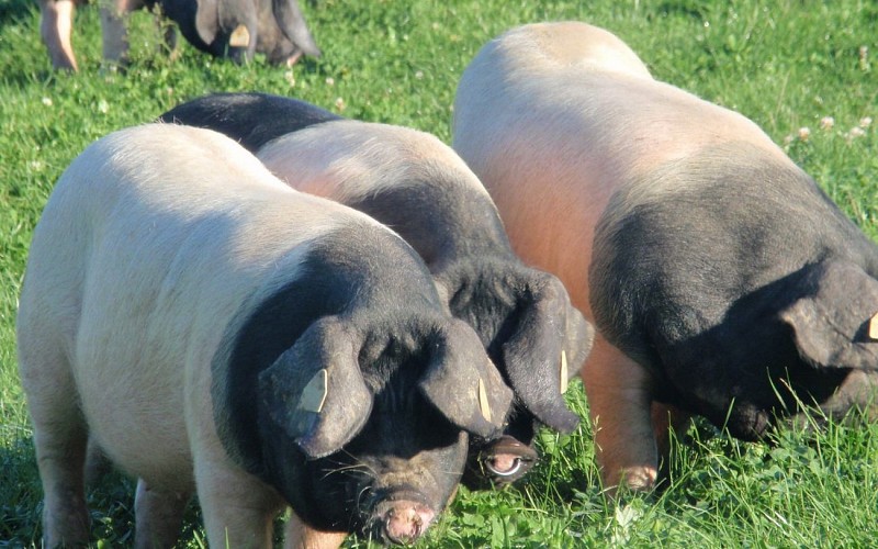 Porcs Kintoa de la ferme Agerria-Saint-Martin d'Arberoue-Pays Basque