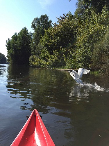 canoe-detente-dordogne-perigord-sarlat-enveau-nuture-kayak-riviere