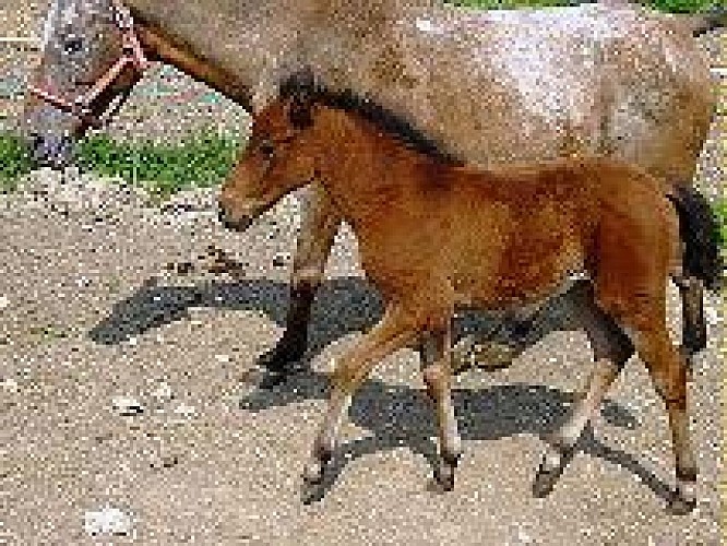 Ferme Equestre Le Bugou