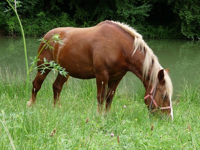 Centre équestre poney club de Bourrou 