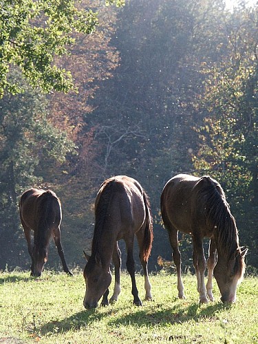 Centre Equestre Poney Club Elevage de l'Ile