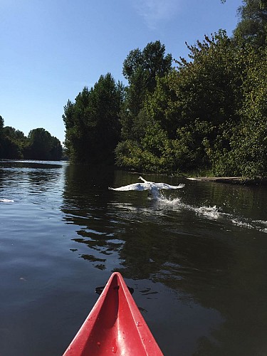 canoes-decouverte-dordogne-sarlat-riviere-kayak-rocher-beynac-nature