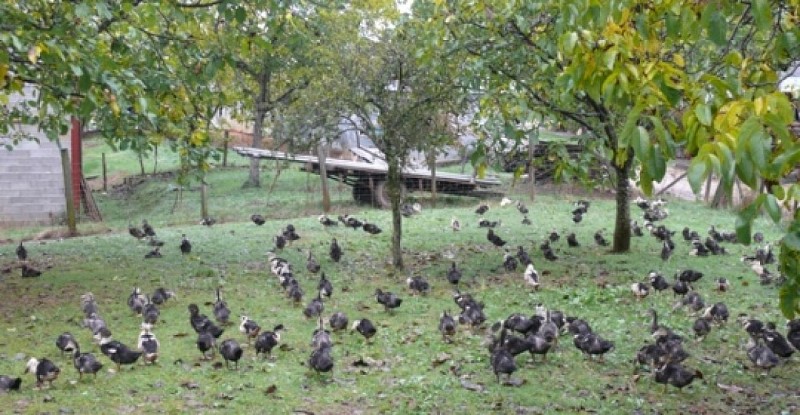 Elevage_canards_Vielmont