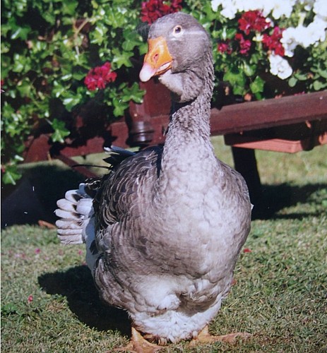 Elevage d'oies la Voulperie