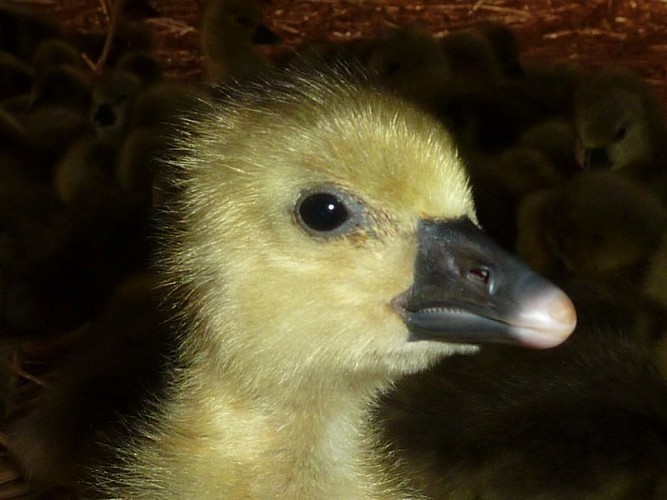 Elvevage La Voulperie 2