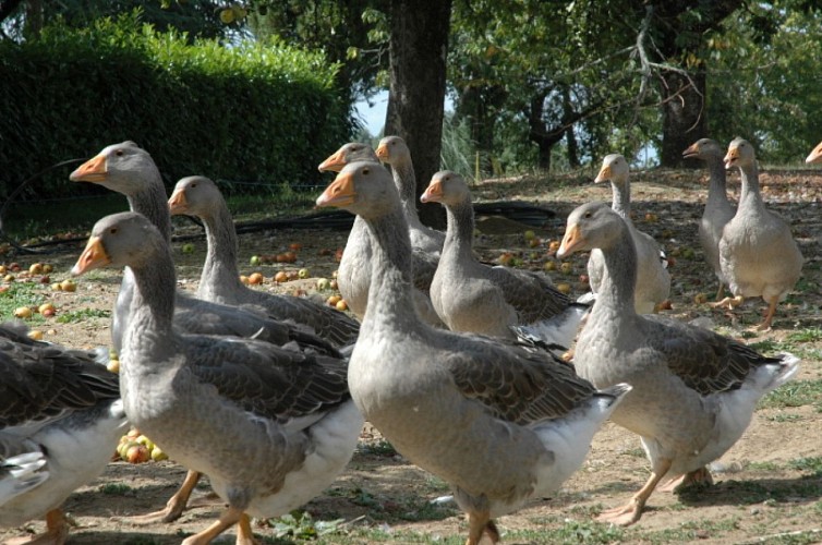 La Ferme du Brusquand