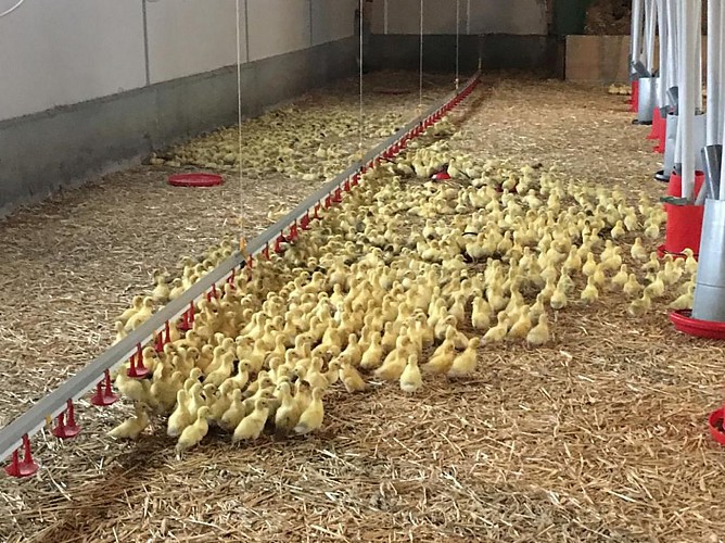 oisons_garrigue_haute