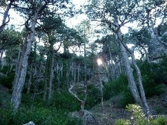 Forêt de Pins Salzman