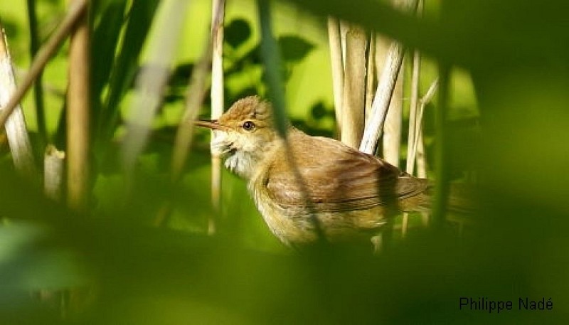 Les Etangs de la Jemaye