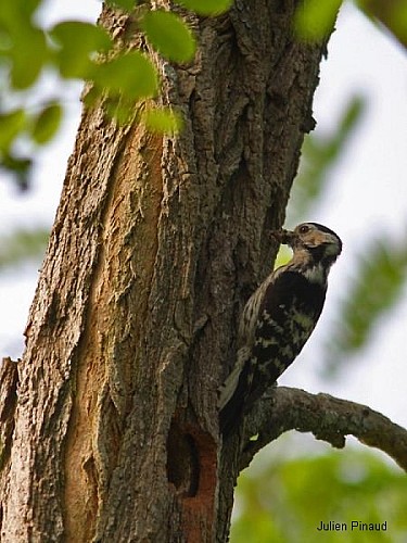 Les Etangs de la Jemaye