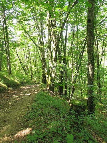 Forêt de Campagne