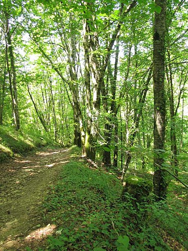 Forêt de Campagne