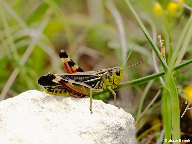 IMG_3251_24STVI_20120626_Arcypetra fusca_Arcyptère bariolée_Duhazé Benoit