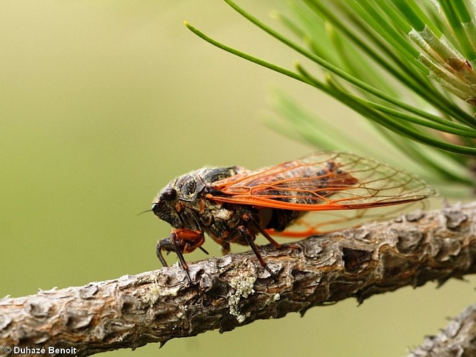 IMG_3942_24STVI_20130724_Tibicina haematodes_Cigale rouge_Duhazé Benoit