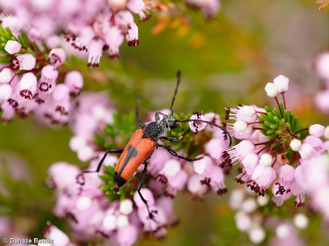 IMG_4002_24STVI_20130724_Stictoleptura cordigera_Lepture porte-coeur_Duhazé Benoit
