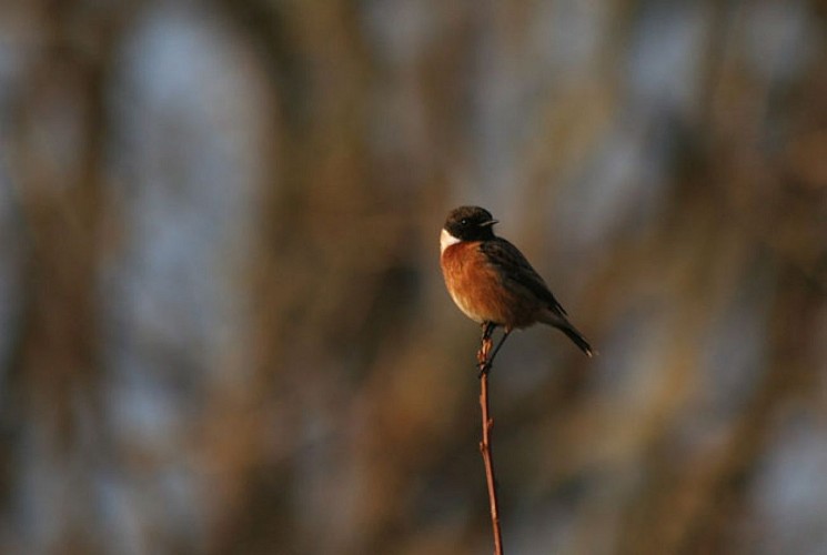 Sentier de découverte du plateau d'Argentine