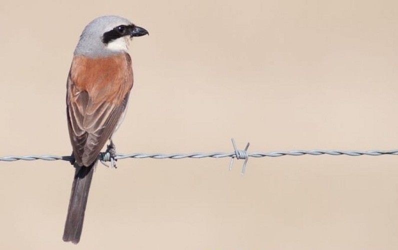 Sentier de découverte du plateau d'Argentine