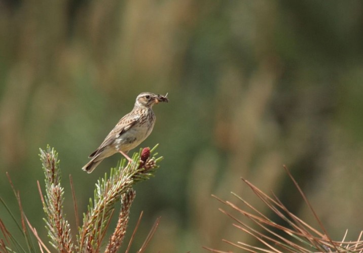 Sentier de découverte du plateau d'Argentine