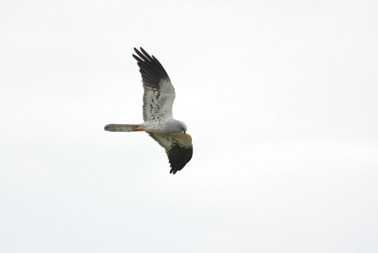 Sentier de découverte du plateau d'Argentine