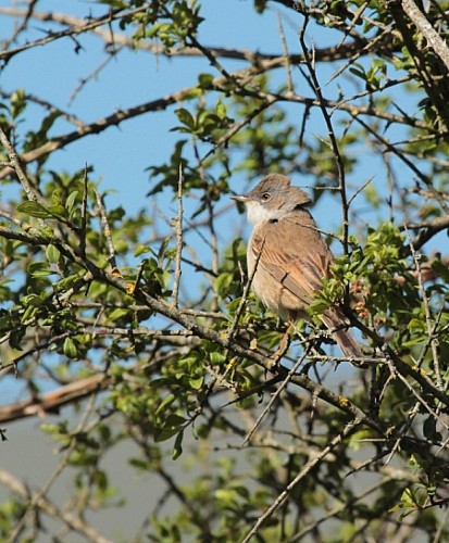Sentier de découverte du plateau d'Argentine
