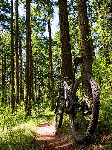 La Forêt du Vignoble