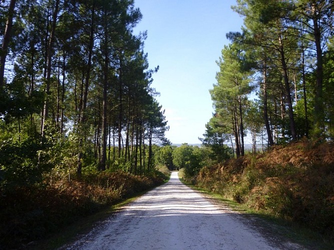 La Forêt du Vignoble
