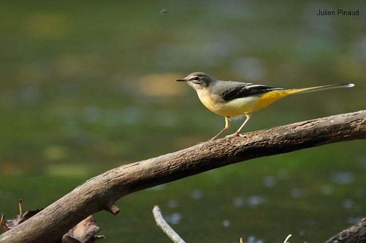 La bergeronnette des ruisseaux anime le torrent de l'Auvézère