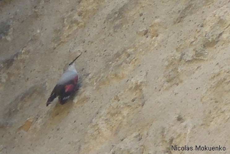 Falaises de la Dordogne entre la Roque-Gageac et Beynac-et-Cazenac