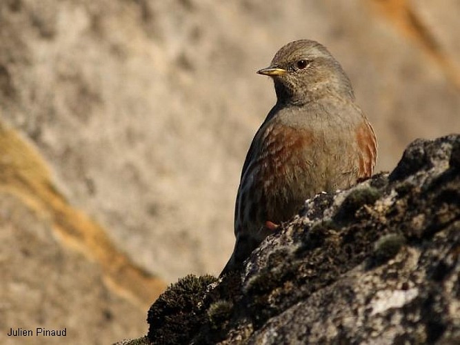 Falaises de la Dordogne entre la Roque-Gageac et Beynac-et-Cazenac