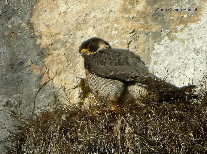 adepte des milieux rupestres, le faucon pèlerin est de moins en moins rare en Dordogne