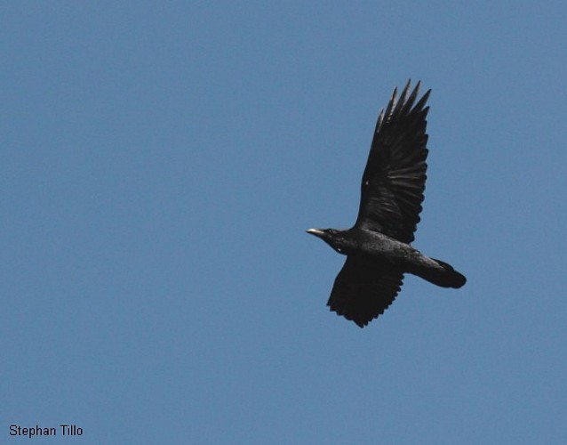Un couple de grands corbeau niche dans ce secteur de Dordogne
