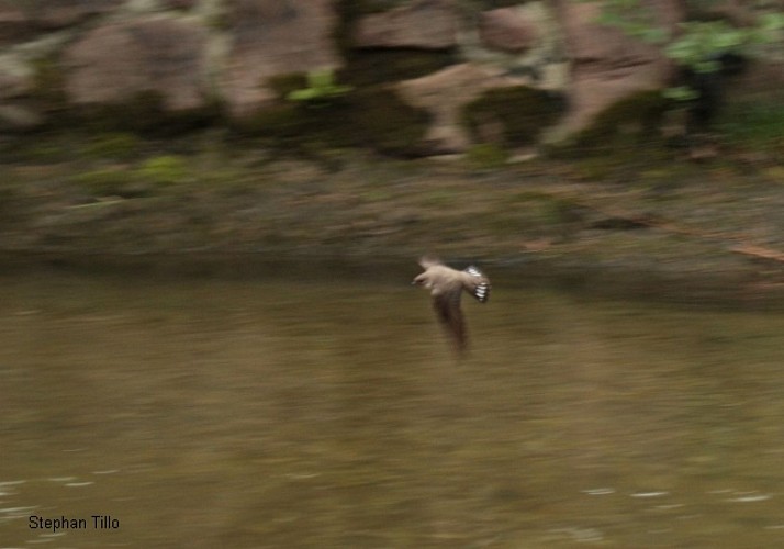 Falaises de la Dordogne entre la Roque-Gageac et Beynac-et-Cazenac