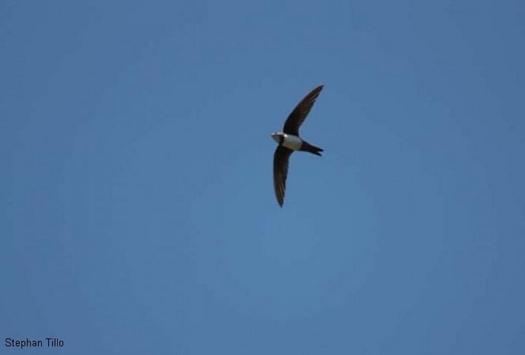 Falaises de la Dordogne entre la Roque-Gageac et Beynac-et-Cazenac