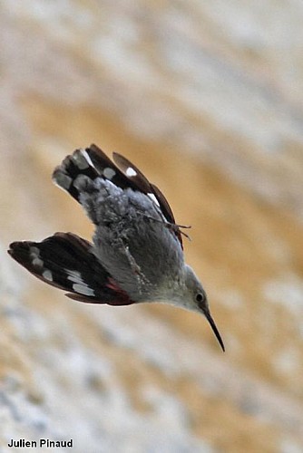 Magnifique oiseau, le tichodrome échelette arpente les falaises des eyzies en hiver